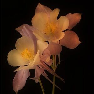 Meet your Posher, Ariana